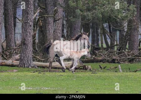 Merfelder Bruch, Dülmen, Allemagne. 08th avril 2023. Un peu de gallops foal autour dans l'herbe et la forêt avec sa mère. Le Dülmener (ou poneys sauvages de Dülmen) est une race classée comme gravement menacée d'extinction. Un troupeau de plus de 350 personnes vit dans des conditions de vie dans une zone d'environ 3,5 km2 dans le Merfelder Bruch, près de la ville de Dülmen, NRW. Ils sont laissés pour trouver leur propre nourriture (complétée avec du foin en hiver) et abri, et ne sont pas contrôlés par un vétérinaire, favorisant la force de la race. Credit: Imagetraceur/Alamy Live News Banque D'Images