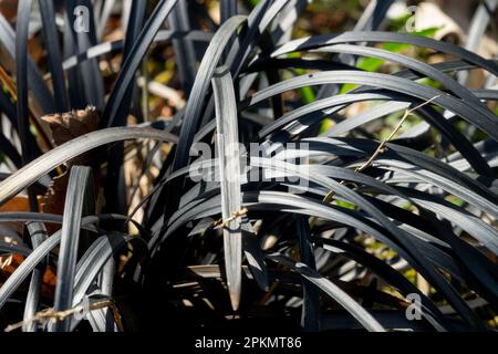 Ophiopogon planiscapus nigrescens, Mondo noir, Ophiopogon arabicus, Ophiopogon planiscapus, Dragon noir, Lilyturf noir, Kokuryu, feuilles de plantes Banque D'Images