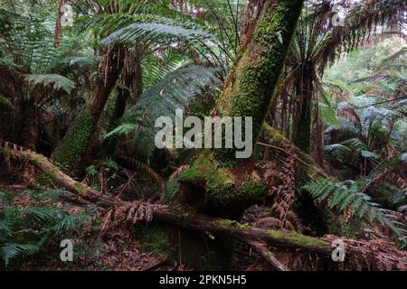 Dans la forêt tropicale Banque D'Images