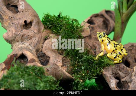 Grenouille dorée panaméenne, Atelopus zeteki Banque D'Images