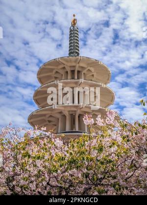 La fleur de cerisier de Sakura au Japantown Peace Plaza, pagode japonaise traditionnelle à San Francisco par une journée nuageux Banque D'Images