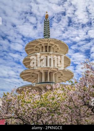 La fleur de cerisier de Sakura au Japantown Peace Plaza, pagode japonaise traditionnelle à San Francisco par une journée nuageux Banque D'Images