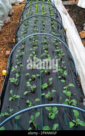 Lits de jardin surélevés en culture avec tapis de mauvaises herbes dans un jardin potager avec les couvertures d'Insulnet tiré vers l'arrière pour montrer les plantations. Banque D'Images