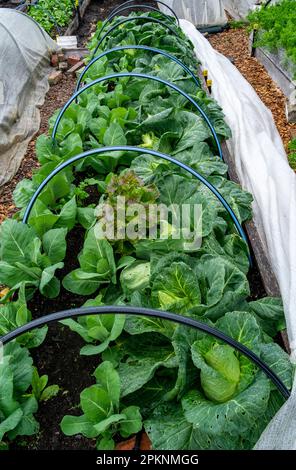 Lits de jardin surélevés en culture dans un jardin potager avec des couvertures d'Insulnet tiré vers l'arrière pour montrer les plantations. Banque D'Images