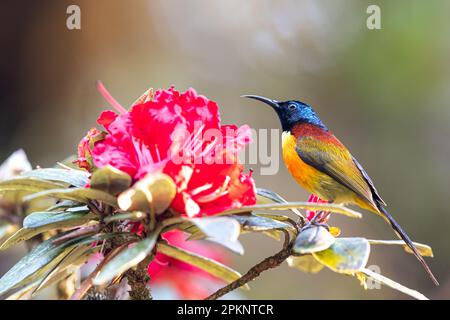 Un gros plan d'un Sunbird à queue verte qui se nourrit d'une fleur de rhododendron rouge est en fleur, une sous-espèce indigène de l'Inthana de Doi, en Thaïlande. Banque D'Images