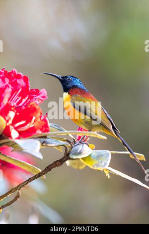 Un gros plan d'un Sunbird à queue verte qui se nourrit d'une fleur de rhododendron rouge est en fleur, une sous-espèce indigène de l'Inthana de Doi, en Thaïlande. Banque D'Images