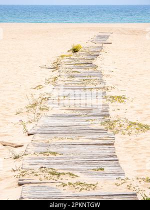 Passerelle surpassée avec des planches blanchies au soleil qui s'accrochent à travers le sable, flanquée de fleurs sauvages surcultivées, menant à la vaste étendue. Banque D'Images