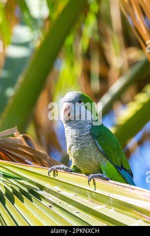 Monk parakeet, Myiopsitta monachus, Malaga, Espagne. Banque D'Images