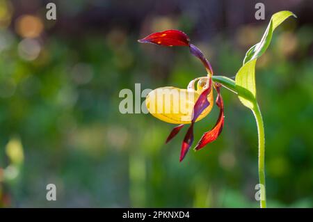 Rare et belle orchidée-slipper Cypripedium calceolus avec des pétales longs et tordus rouges-bruns et un jaune en forme de slipper. Banque D'Images