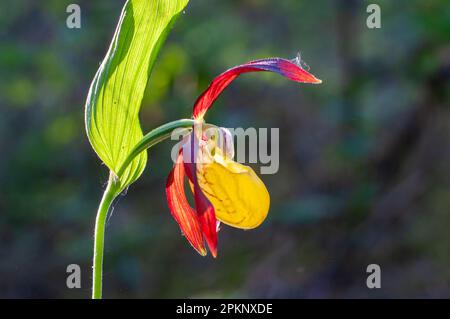 Rare et belle orchidée-slipper Cypripedium calceolus avec des pétales longs et tordus rouges-bruns et un jaune en forme de slipper. Banque D'Images
