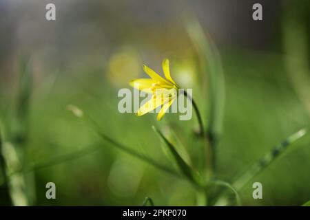 Fleur jaune de célandine ou de pileport (Ficaria verna ou Ranunculus ficaria) dans le pré vert, petite plante vivace à floraison précoce de la Banque D'Images