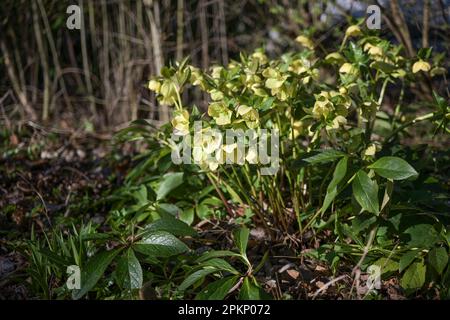 Rose de Noël plante (Helleborus niger) avec des fleurs jaunes vert lime croissant dans un jardin de chalet, vervivace florissant tôt, copie espace, se Banque D'Images