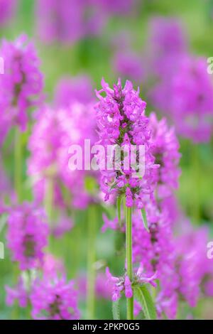 Betonica officinalis, Betony, vivace, fleurs pourpres-rouges Banque D'Images