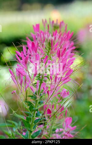 Cleome hassleriana Cherry Queen, Spider Flower Cherry Queen, Spider-like fleurs, estambes proéminentes Banque D'Images