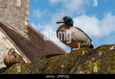 Les canards colverts mâles et femelles étaient assis sur un mur Banque D'Images