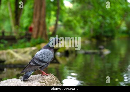 Pigeon assis au bord du lac dans les jardins du spa, Bad Wildbad, Forêt Noire, Allemagne, Europe Banque D'Images