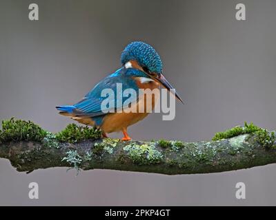 kingfisher femelle commune perchée sur la branche Banque D'Images