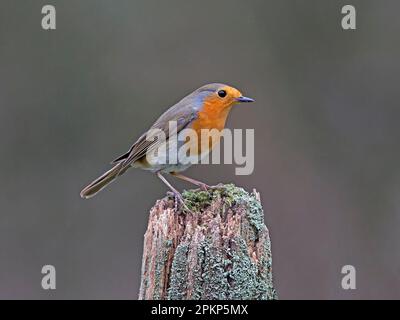 European robin perché Banque D'Images