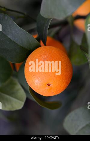 Agrumes (Citrus) sur l'arbre orange Banque D'Images