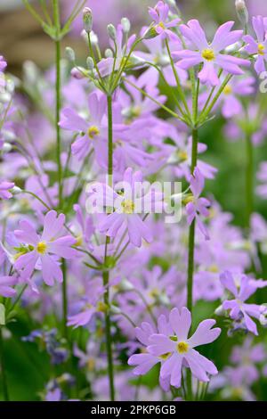 Primevre de fée (Primula malacooides), occurrence en Asie Banque D'Images