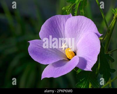 Hibiscus lilas (Alyogyne huegelii), Australie, Océanie Banque D'Images