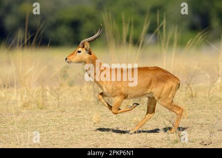 Puku (Kobus vardonii) adulte mâle, courant sur les prairies, sud Luangwa N. P. Zambie Banque D'Images