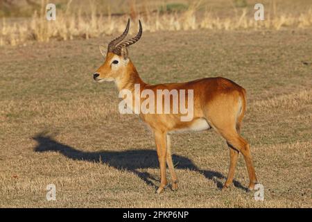 Puku (Kobus vardonii) adulte mâle, debout sur les prairies, sud Luangwa N. P. Zambie Banque D'Images