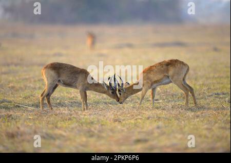 Puku (Kobus vardonii) deux mâles adultes, combattant, Kafue N. P. Zambie Banque D'Images