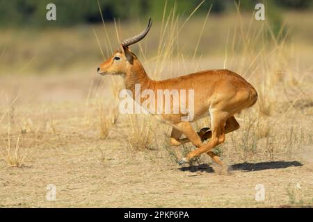 Kobus vardoni, Puku, pukus (Kobus vardonii), antilopes, ongulés, Ongulés à bout égal, mammifères, animaux, Puku adulte mâle, courir sur les prairies, Sud Banque D'Images