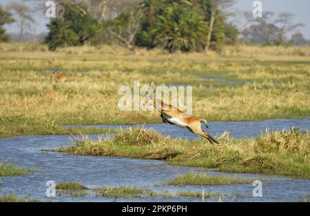 Red Lechwe (Kobus leche leche) adulte, homme, courant et sautant dans l'eau dans un habitat humide, Kafue N. P. Zambie Banque D'Images