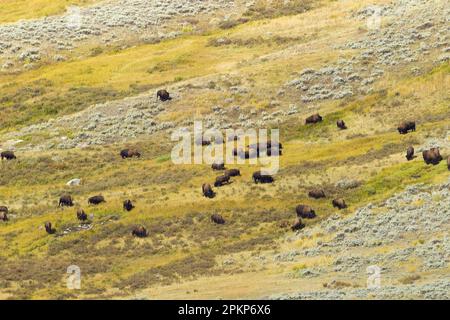 Bison de l'Amérique du Nord (Bison bison) mâles, femelles et veaux adultes, troupeau paissant sur un habitat à flanc de coteau, Yellowstone N. P. Wyoming (U.) S. A. Banque D'Images