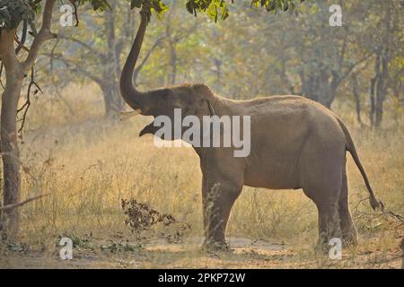 Eléphant asiatique (Elepha maximus indicus) veau domestiqué, avec chaîne sur la jambe, atteignant pour les feuilles avec tronc, Bandhavgarh N. P. Madhya Pradesh, Inde Banque D'Images