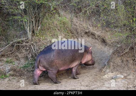 Hippopotame (Hippopotamus amphibius), hippopotame, hippopotame, ongulés, mammifères, Animaux, Hippopotamus adulte, marche sur piste usée sur la rive, Leav Banque D'Images