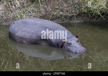 Hippopotame (Hippopotamus amphibius), hippopotame, hippopotame, ongulés, mammifères, Animaux, Hippopotamus adulte, reposant dans la rivière, rivière Talek, Masai Mar Banque D'Images