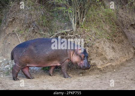 Hippopotame (Hippopotamus amphibius), hippopotame, hippopotame, ongulés, mammifères, Animaux, Hippopotamus adulte, marche sur piste usée sur la rive, Leav Banque D'Images