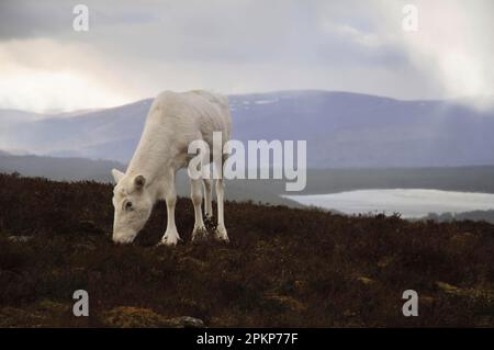 Renne (Rangifer tarandus) adulte, sans bois, paître sur des landes avec petit lochan en arrière-plan, Cairn Gorm, Cairngorms N. P. Inverness-shire Banque D'Images