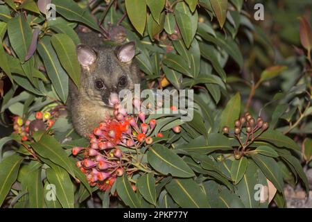 Queue brushtail commune possum (Trichosurus vulpecula) adulte, se nourrissant de fleurs dans l'arbre la nuit, Maria Island N. P. Tasmanie, Australie, Océanie Banque D'Images