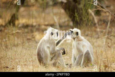 Langur gris des plaines du Nord (Semnopithecus entellus) adulte, toilettage mutuel, assis sur le sol, Bandhavgarh N. P. Madhya Pradesh, Inde, Asie Banque D'Images