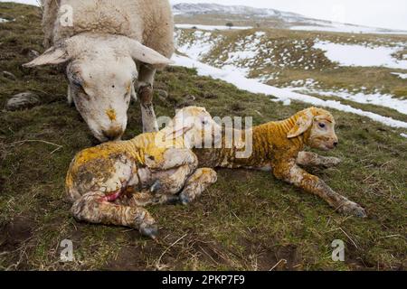 Mouton domestique, brebis de Texel avec agneaux jumeaux nouveau-nés, dans un pâturage couvert de neige, Angleterre, Royaume-Uni, Europe Banque D'Images