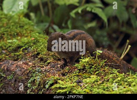 Écureuil à trois rayures (Lariscus insignis), rongeurs, mammifères, animaux, écureuil à trois rayures adulte, debout sur une bûche de mousse, Kerinci Sebl Banque D'Images