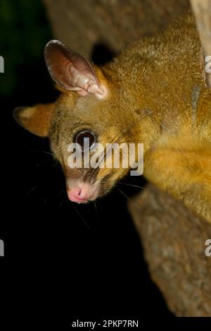 Tête commune à queue de champignon (Trichosurus vulpecula) adulte, gros plan de la tête, dans l'arbre la nuit, Melbourne, Victoria, Australie, Océanie Banque D'Images