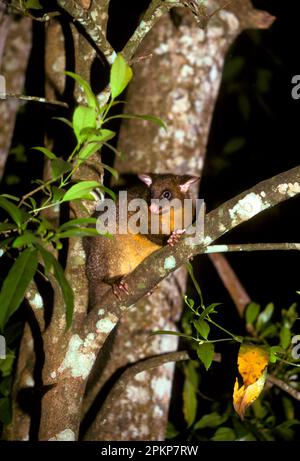 Queue de champignon commune Possum (Trichosurus vulpecula) assise à la fourche de l'arbre, Australie HK008434 S. Banque D'Images