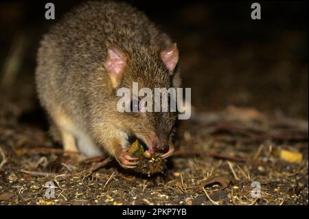 Kangourou de rat à queue brosse, kangourou de rat à queue brosse, kangourou de rat à queue brosse, kangourou de rat à queue brosse Banque D'Images