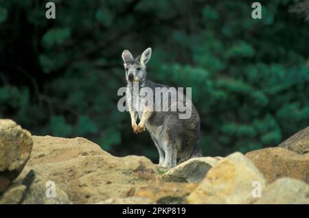 Les wallaroos communs (Macropus robustus), les kangourous de montagne, les wallaroos, les kangourous, les marsupiaux, Animaux, Wallaroo commun sur les pattes arrière Banque D'Images