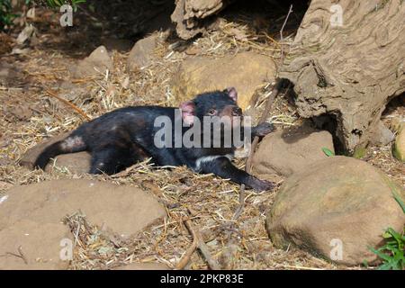 Diable de Tasmanie, diables de Tasmanie (Sarcophilus harrisii), marsupiaux, animaux, diable de Tasmanie adulte, repos, Tasmanie, Australie, captive, Océanie Banque D'Images
