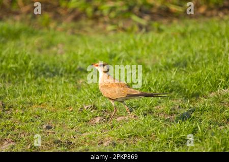 Australian Pratincole (stiltia isabella) adulte, marchant sur la rive, South Alligator River, Kakadu N. P. territoire du Nord, Australie, animaux, oiseaux, W Banque D'Images