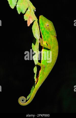 Glaw's Chameleon (Calumma glawi) adulte, sur les feuilles dans la forêt tropicale primaire, Ranomafana N. P. est de Madagascar Banque D'Images