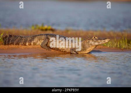 Caïman de style spectaculaire, caïman de crocodile, caïmares de yacare, caïman de crocodile, caïman de caïman de crocodile, caïman de Caiman, autres animaux, crocodiles, Reptiles, animaux, Caiman paraguayen Banque D'Images