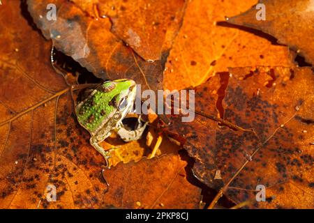 Grenouille des marais, grenouille des marais (Rana ridibunda) amphibiens, autres animaux, grenouilles, animaux, grenouille des marais adulte, Parmi les feuilles mortes dans l'eau, la Bulgarie, l'Europe Banque D'Images