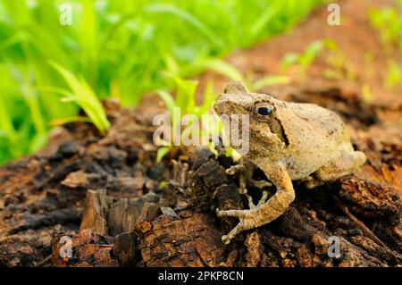 Treefrog (Chiromantis xerampelina) adulte, assis en rondins, Ruaha N. P. Tanzanie Banque D'Images